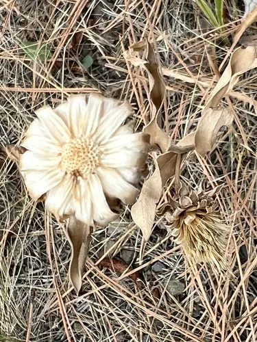 Pyrrocoma scaberula