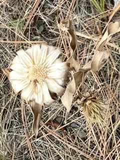 Pyrrocoma scaberula thumbnail 1