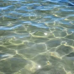 Black Sea Bass thumbnail 4