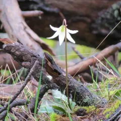 giant white fawn lily thumbnail 3