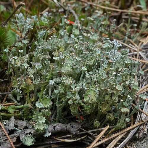 Slender Ladder Lichen
