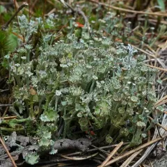 Slender Ladder Lichen thumbnail 1
