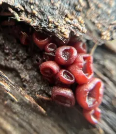 Ascocoryne cylichnium thumbnail 4