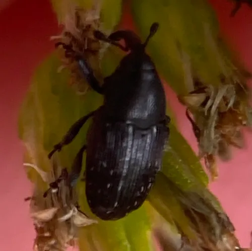 Pseudobaris nigrina