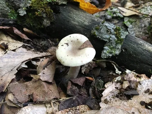 Lactarius cinereus