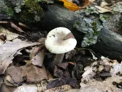 Lactarius cinereus thumbnail 1