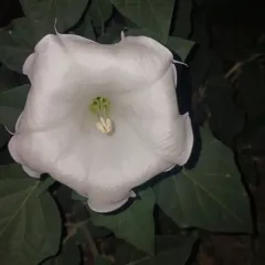 Sacred Datura thumbnail 4