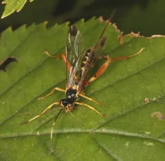 Spilopteron occiputale thumbnail 3
