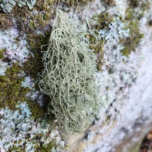 Usnea dasaea