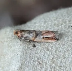 Dasypyga alternosquamella thumbnail 1