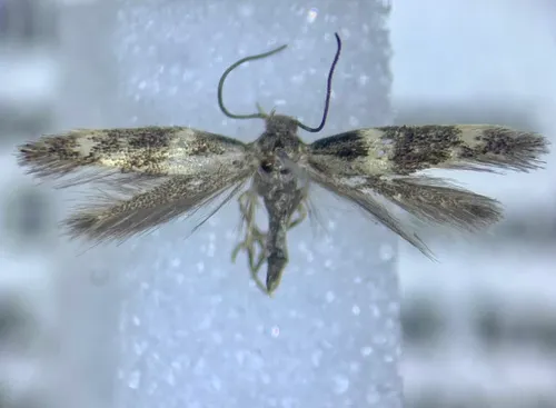 Elachista fuliginea