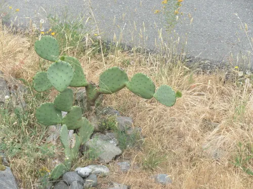 Western Pricklypear