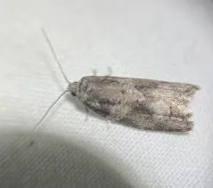 Gray-marked Tortricid thumbnail 4