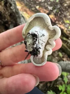 Clitopilus paxilloides thumbnail 2