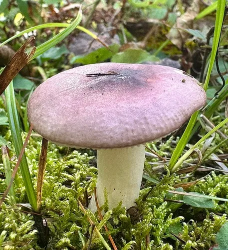 Russula sericeonitens