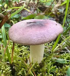 Russula sericeonitens thumbnail 1