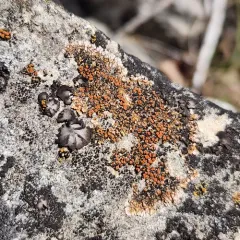 Squamulea galactophylla thumbnail 2