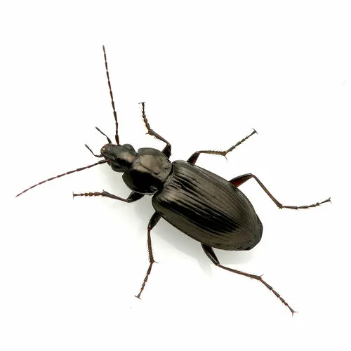Agonum melanarium