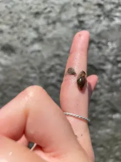 Green Bubble Snail thumbnail 3