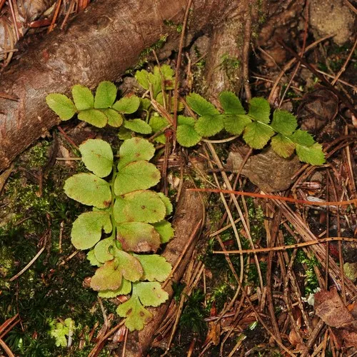 Christmas fern