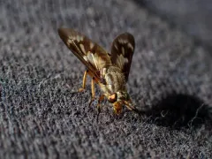 Chrysops fulvaster thumbnail 4