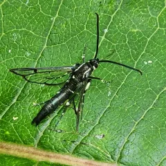 Lesser Peachtree Borer Moth thumbnail 4