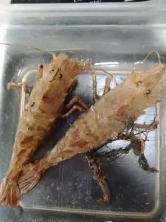 Polar Shrimp thumbnail 1