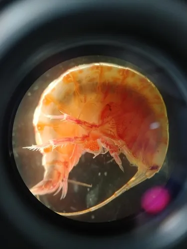 Ampelisca eschrichtii