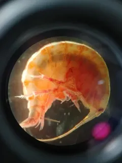 Ampelisca eschrichtii thumbnail 1