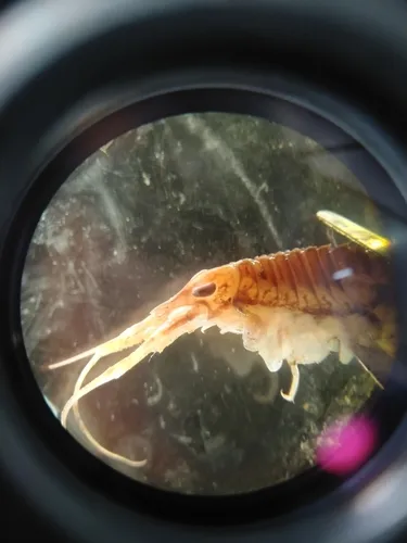 Acanthostepheia malmgreni
