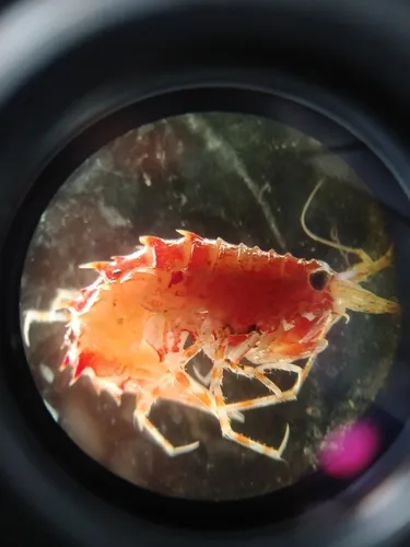Rhachotropis aculeata