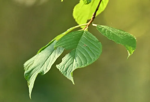 Manchurian Cherry