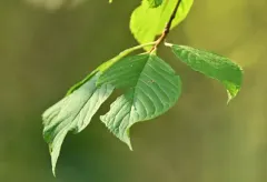 Manchurian Cherry thumbnail 1