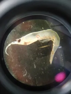 Thysanoessa raschii thumbnail 1