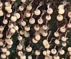 Physarum album thumbnail 2