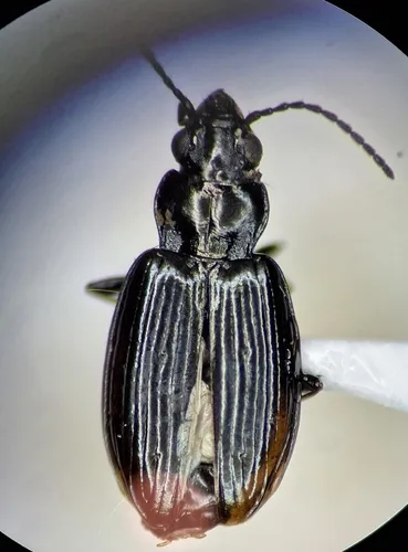 Bembidion curtulatum