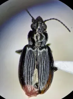Bembidion curtulatum thumbnail 1