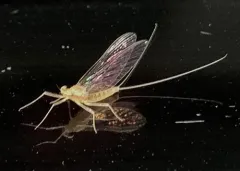 Leucrocuta hebe thumbnail 3