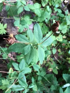 Howell's clover thumbnail 4