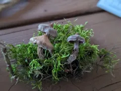 pine pelargonium webcap thumbnail 2
