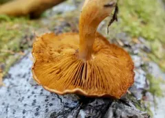 Thaxterogaster vespertinus thumbnail 2