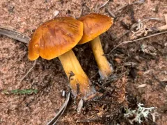 Calocybe naucoria thumbnail 3