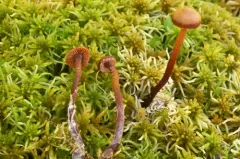 Phaeogalera stagnina thumbnail 2