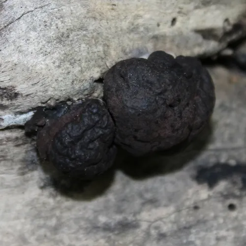 Daldinia childiae
