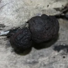 Daldinia childiae thumbnail 1