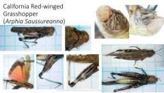 California Red-winged Grasshopper thumbnail 2