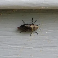 Eastern Poplar Buprestid Beetle thumbnail 3