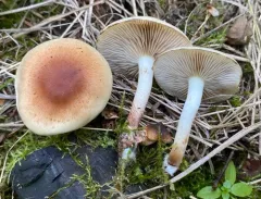 Pholiota humii thumbnail 2