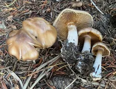 Cortinarius dolabratus thumbnail 3