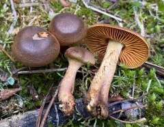 Cortinarius pellstonianus thumbnail 2